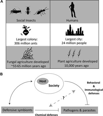 Defensive Symbioses in Social Insects Can Inform Human Health and Agriculture